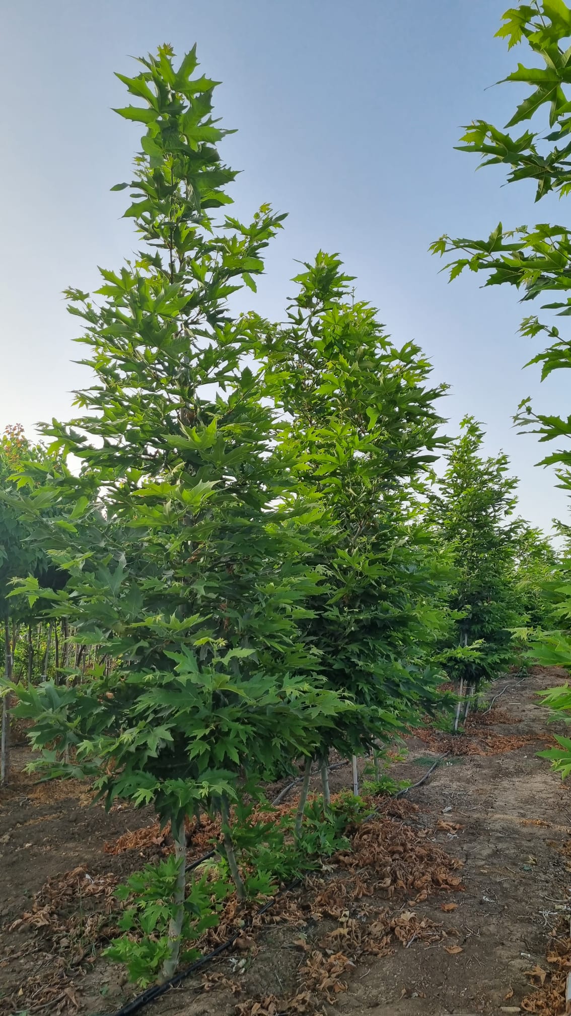 דולב מינרט 4