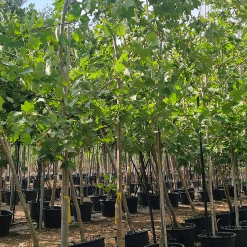 דולב מערבי "יובל"