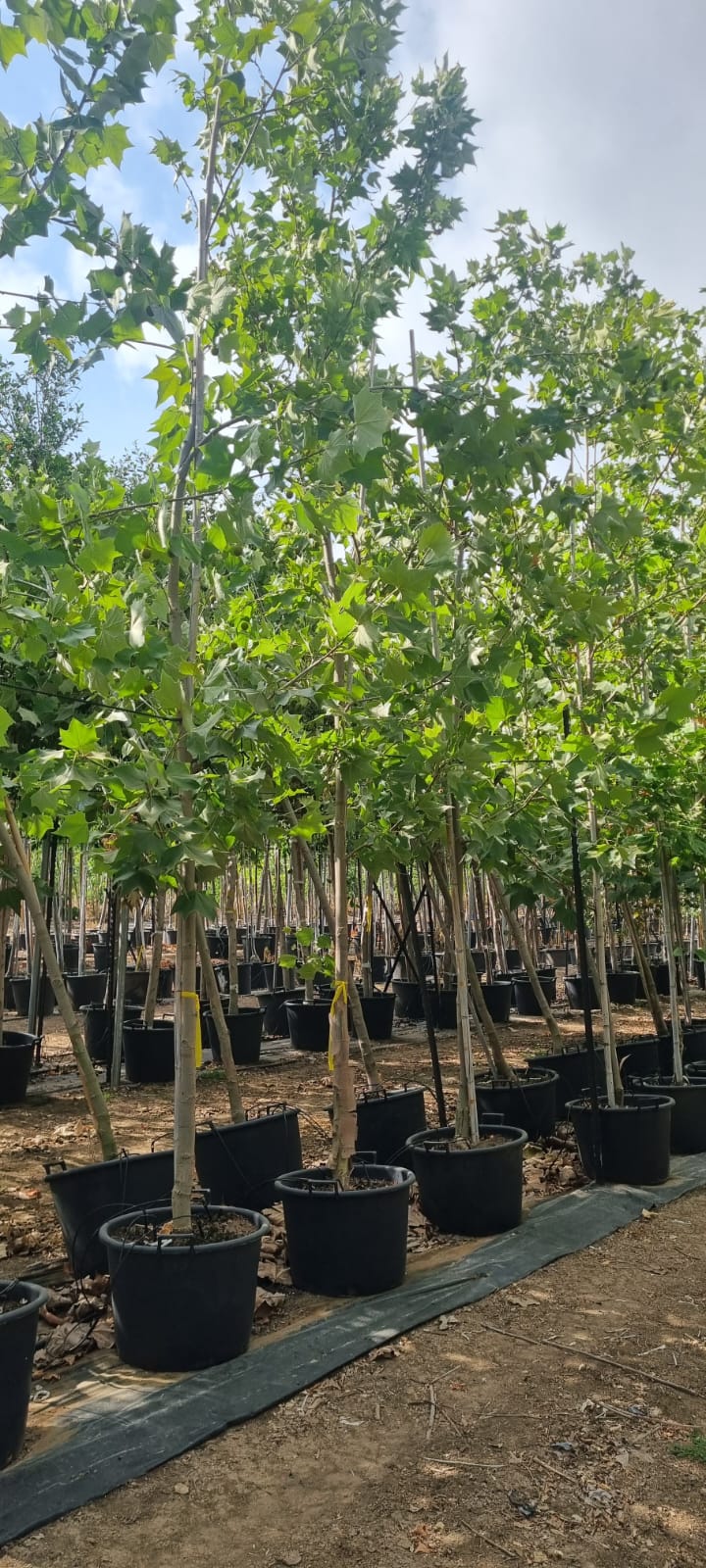 דולב מערבי יובל