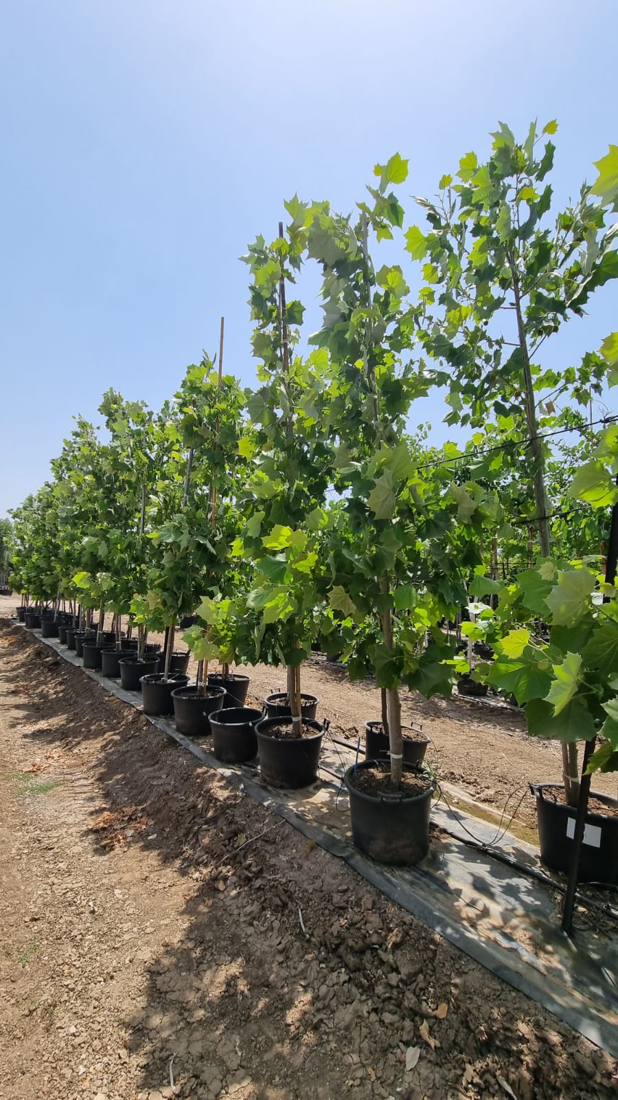 דולב מקסיקני 1