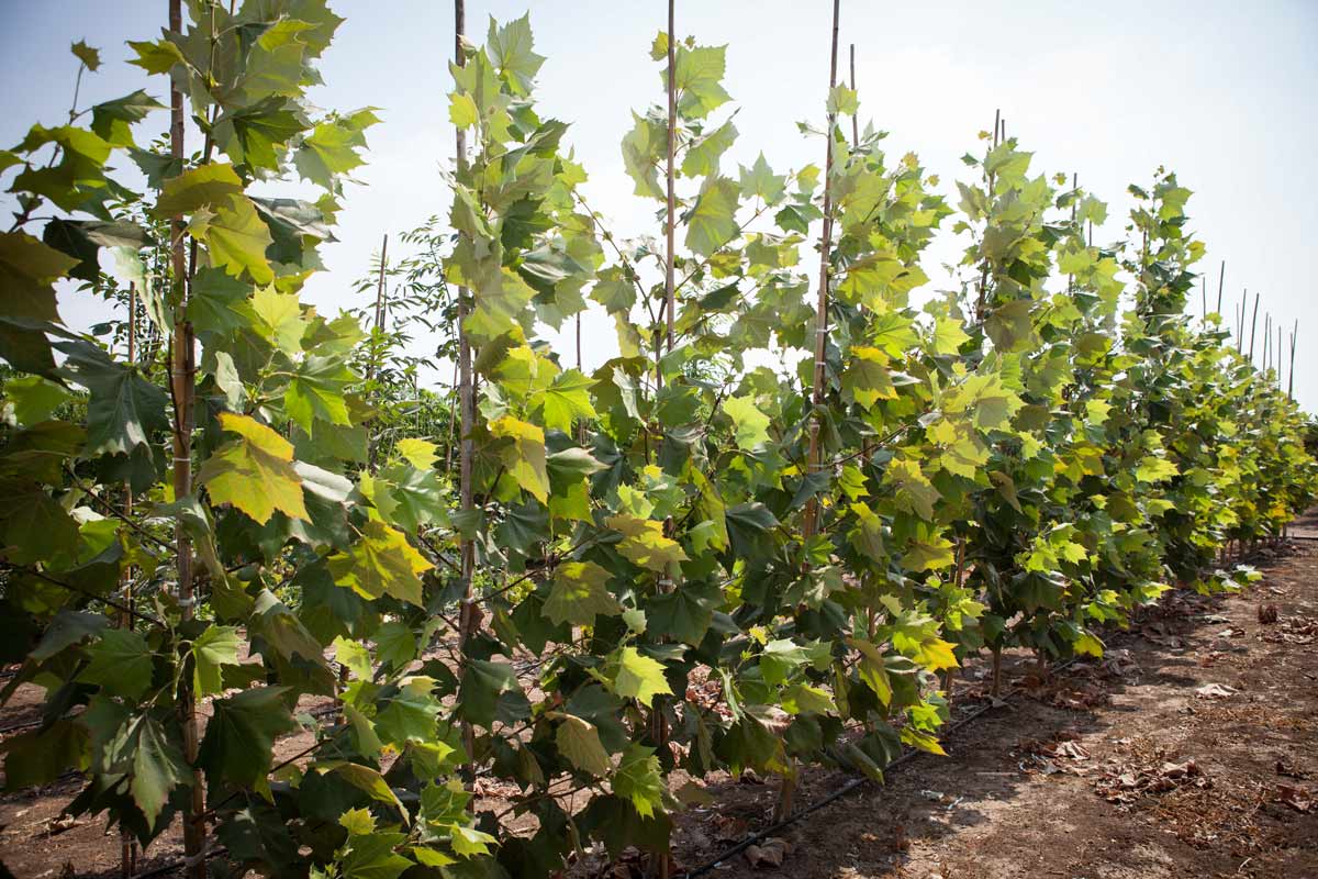 דולב מקסיקני 2