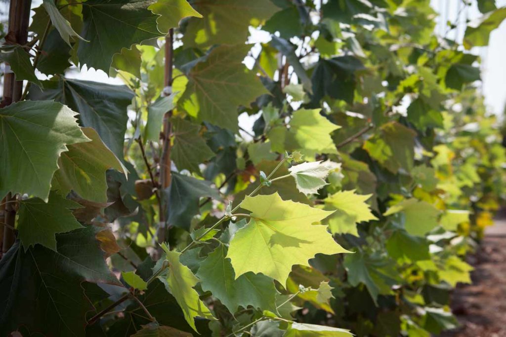 דולב מקסיקני 3