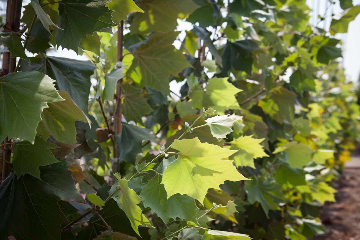 דולב מקסיקני 3