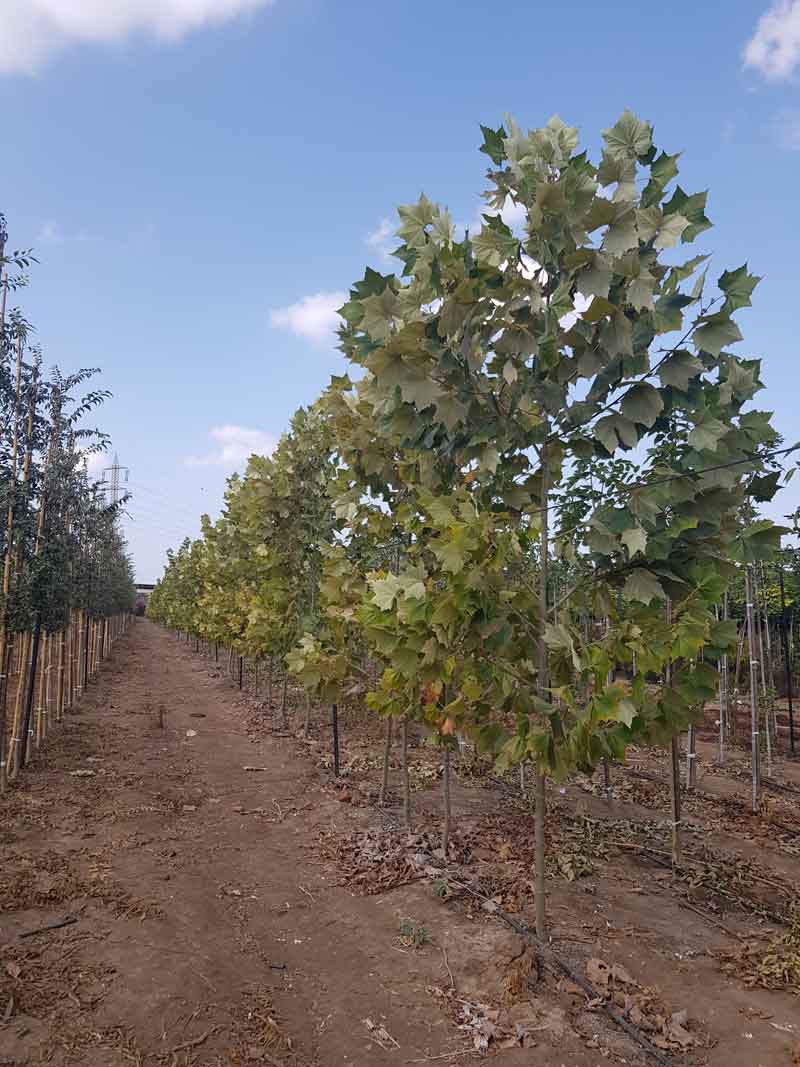 דולב מקסיקני 4