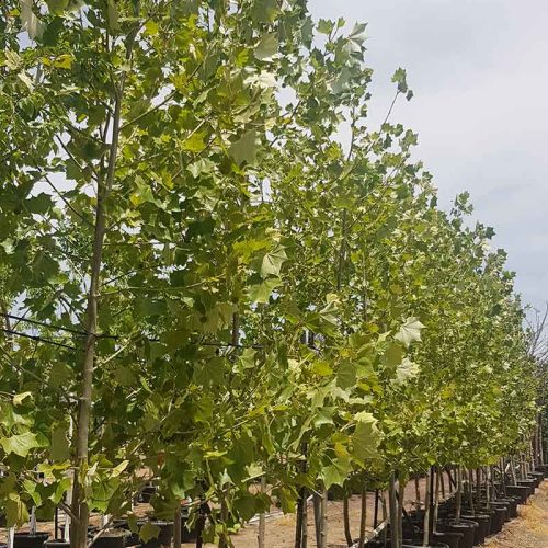 דולב מקסיקני