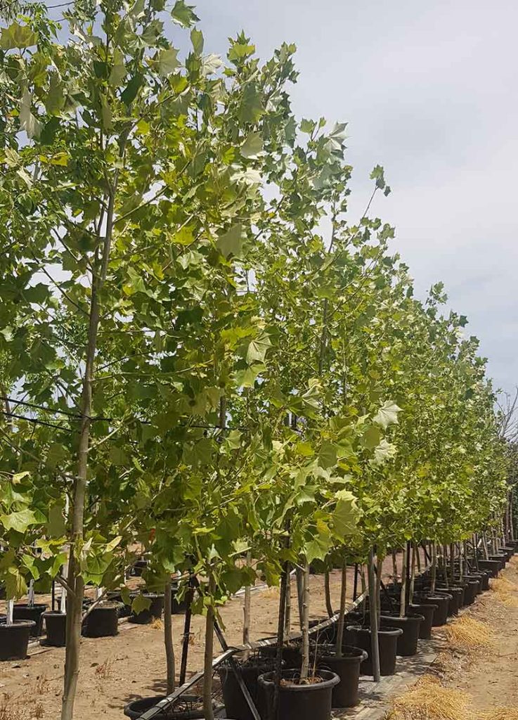 דולב מקסיקני