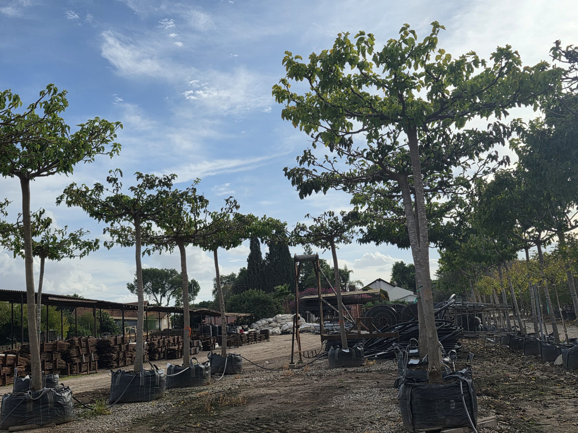 דולבני צורת מכירה