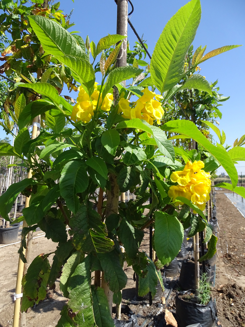 דק פרי ערמוני -הגר- 1