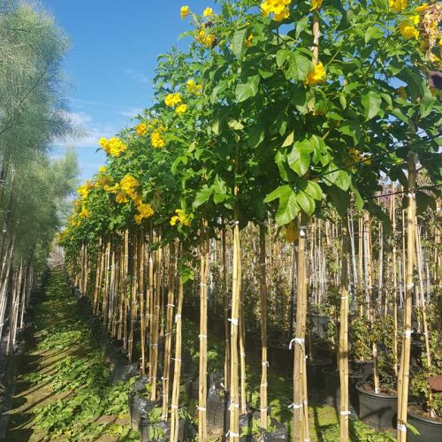 דק פרי ערמוני "הגר"