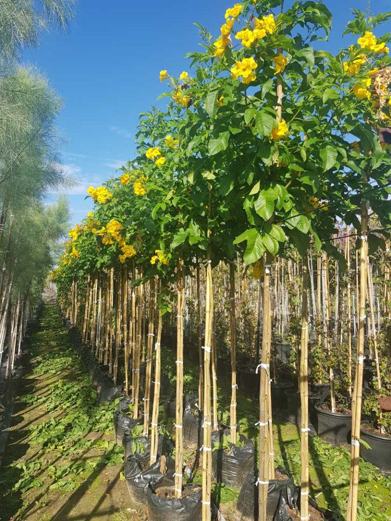 דק פרי ערמוני הגר