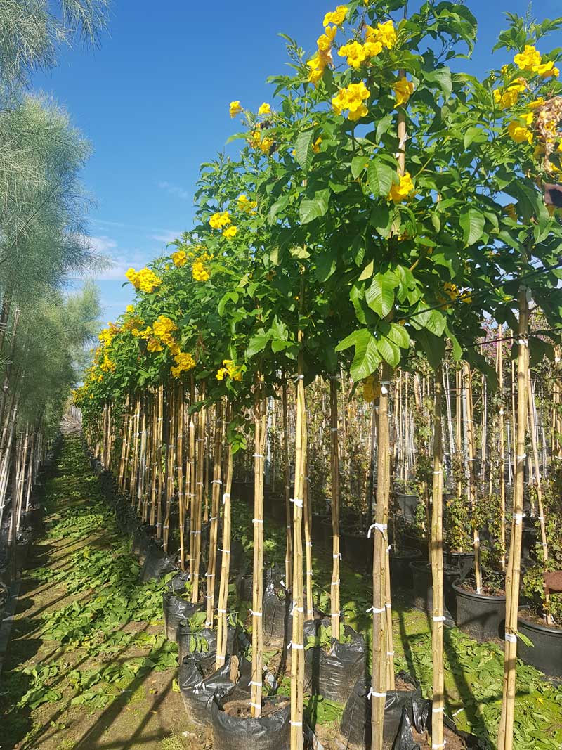 דק פרי ערמוני הגר