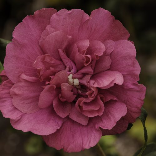 היביסקוס מג'נטה שיפון  (זן פטנט)