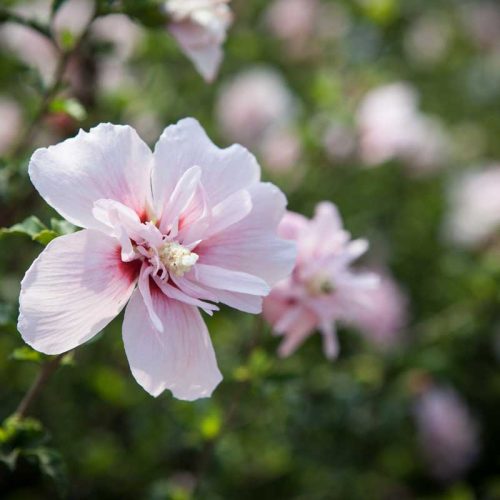 היביסקוס סורי שיפון ורוד (זן פטנט)