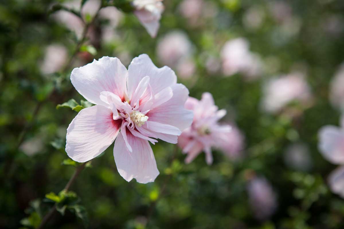 היביסקוס סורי שיפון ורוד (זן פטנט) 1