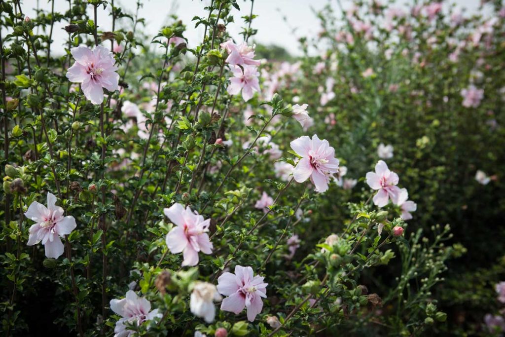 היביסקוס סורי שיפון ורוד (זן פטנט) 2