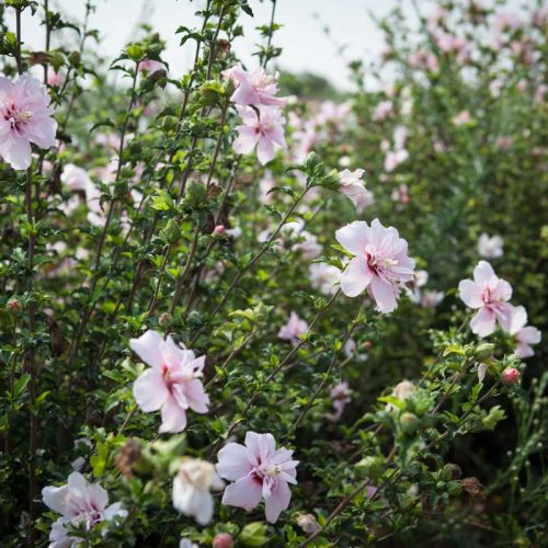 היביסקוס סורי שיפון ורוד (זן פטנט)