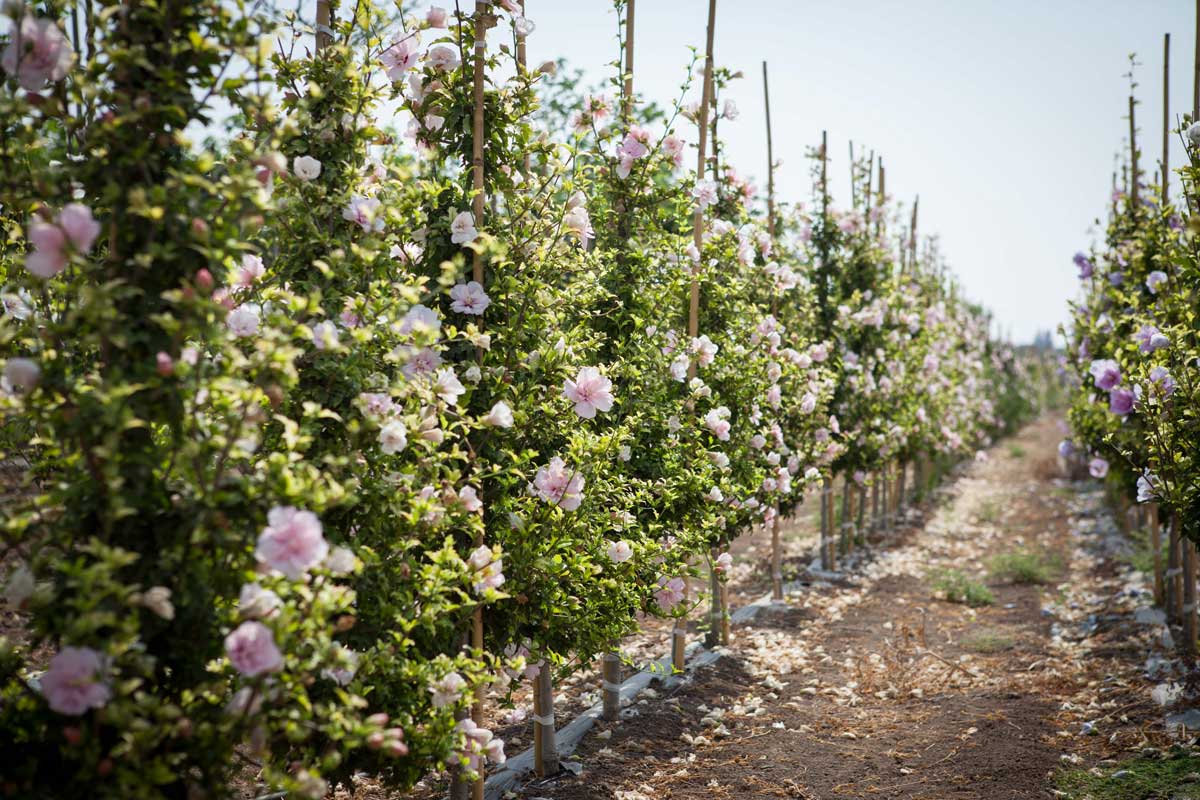 היביסקוס סורי שיפון ורוד (זן פטנט) 3