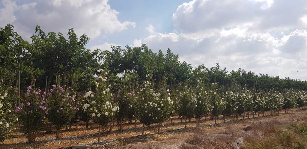 היביסקוס סורי שיפון ורוד (זן פטנט) 4