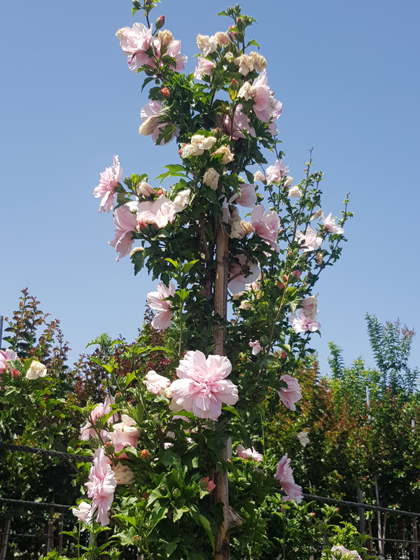 היביסקוס סורי שיפון ורוד (זן פטנט) 5