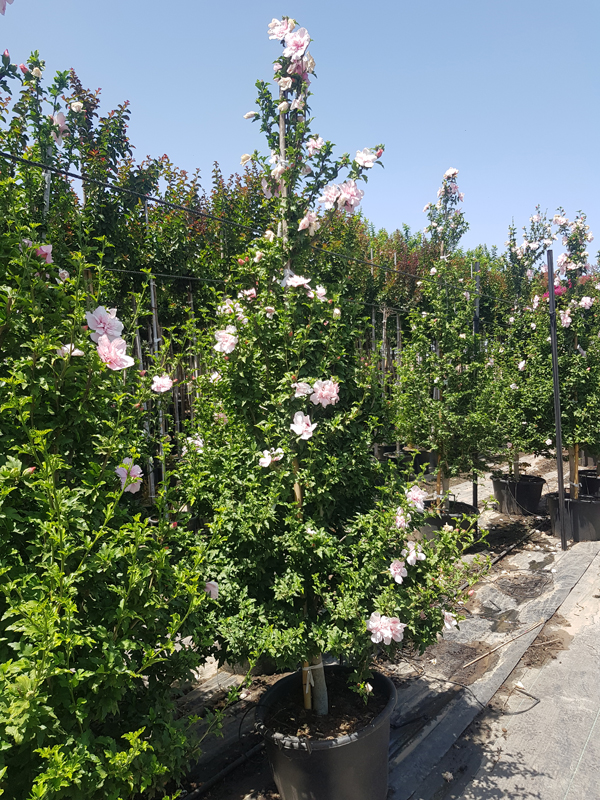 היביסקוס סורי שיפון ורוד (זן פטנט) 6