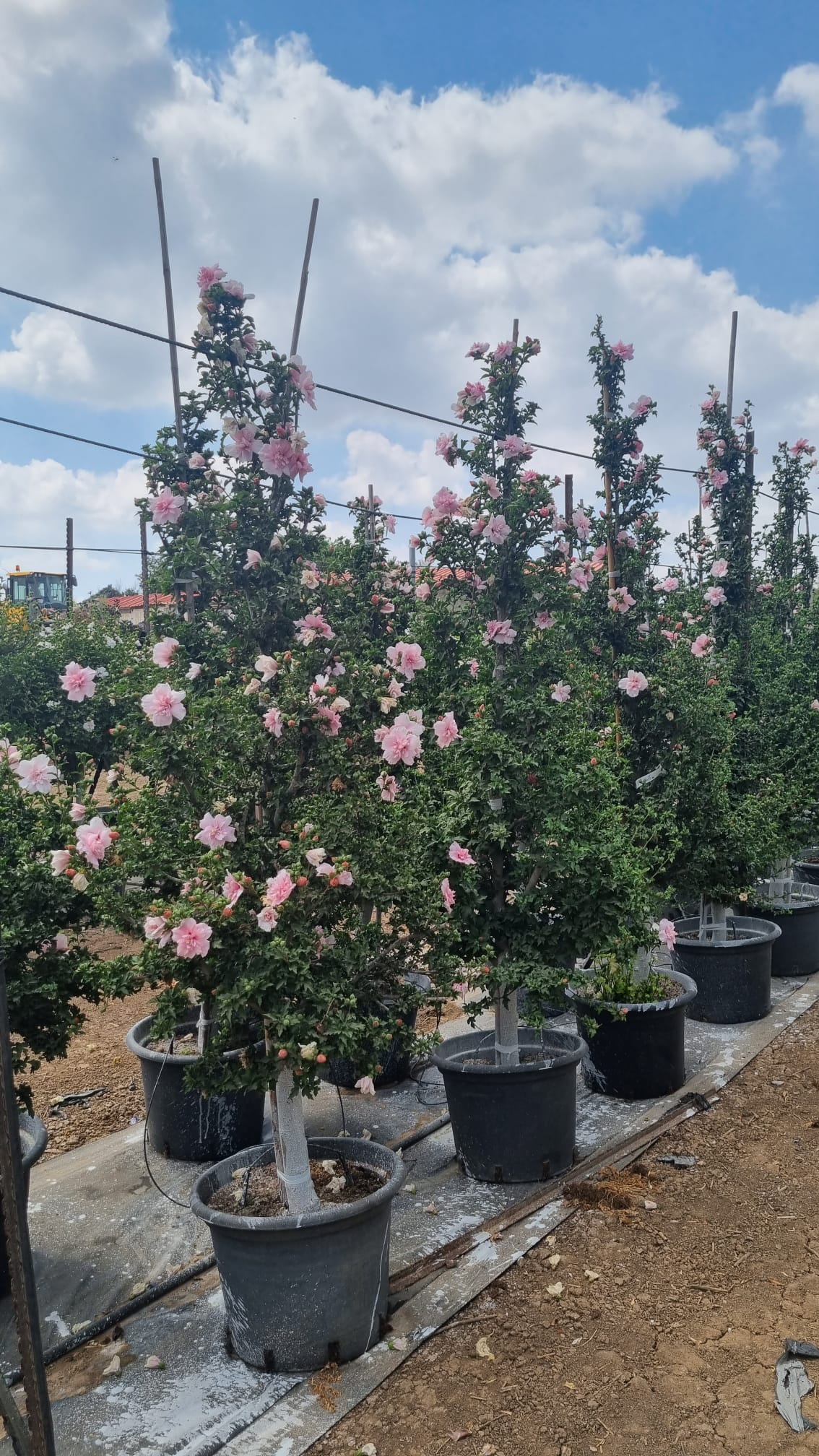 היביסקוס סורי שיפון ורוד (זן פטנט) 7