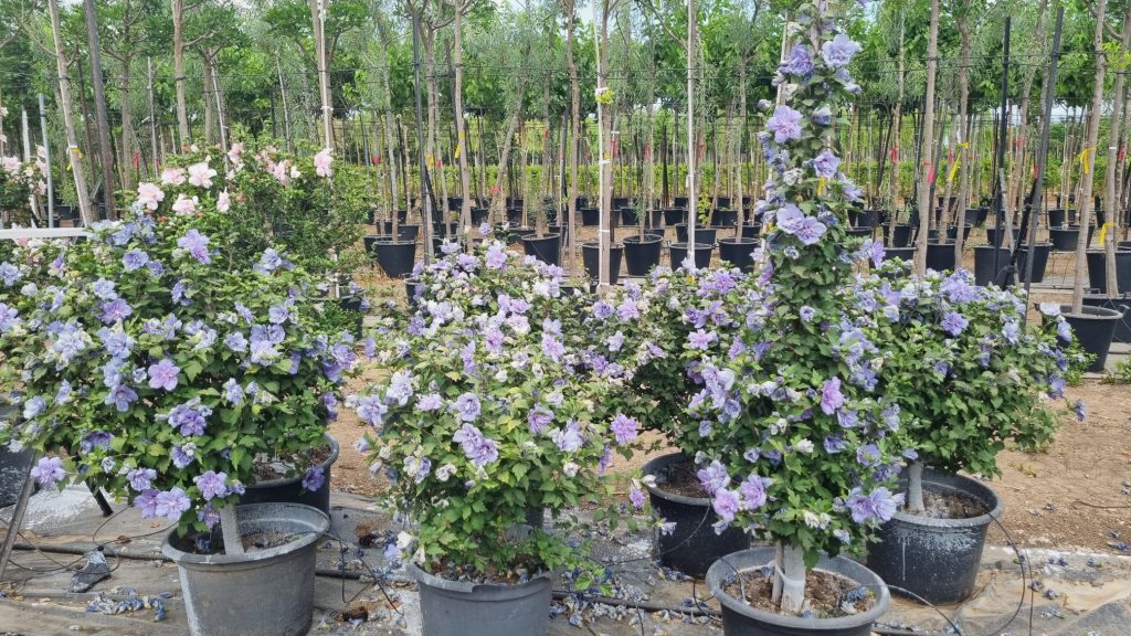 היביסקוס סורי שיפון כחול (זן פטנט) 1