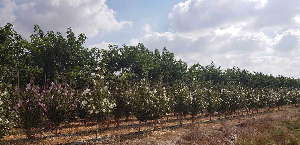 היביסקוס סורי שיפון כחול (זן פטנט) 2