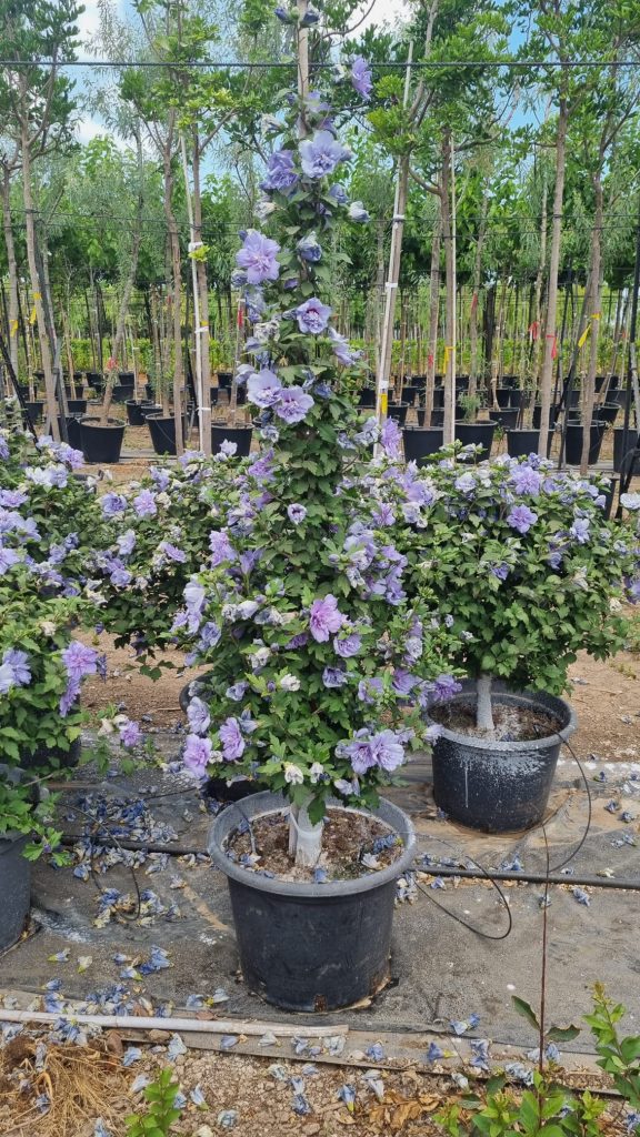 היביסקוס סורי שיפון כחול (זן פטנט) 3