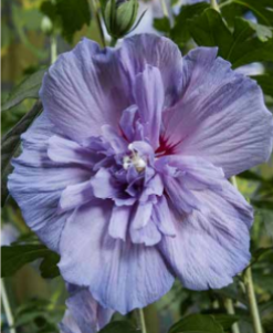 היביסקוס סורי שיפון כחול (זן פטנט)