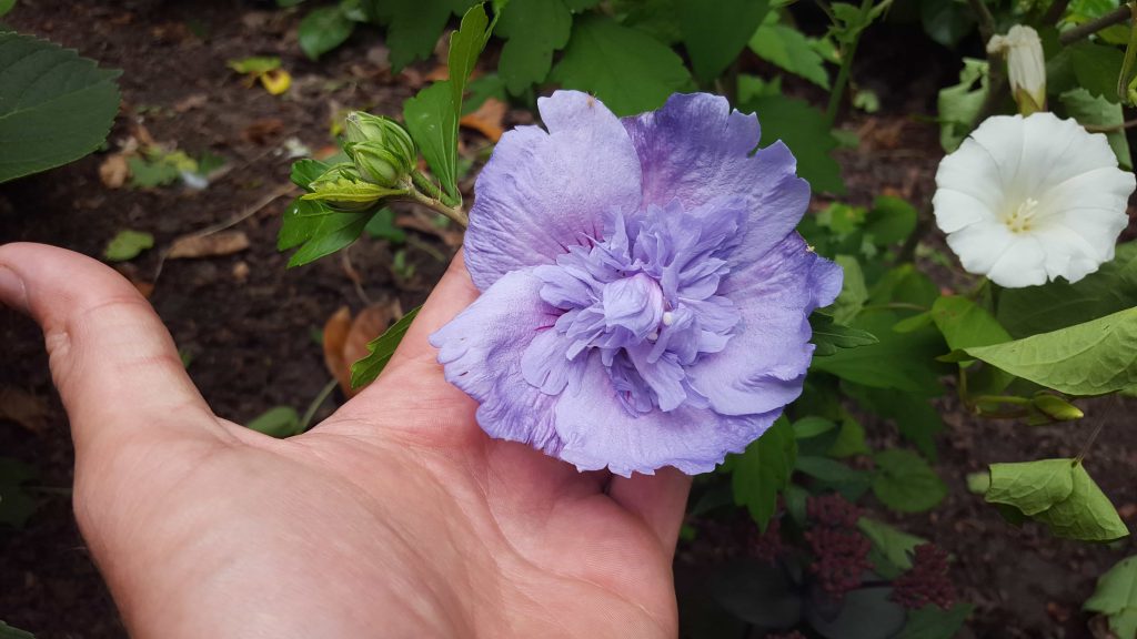 היביסקוס סורי שיפון כחול (זן פטנט) 5