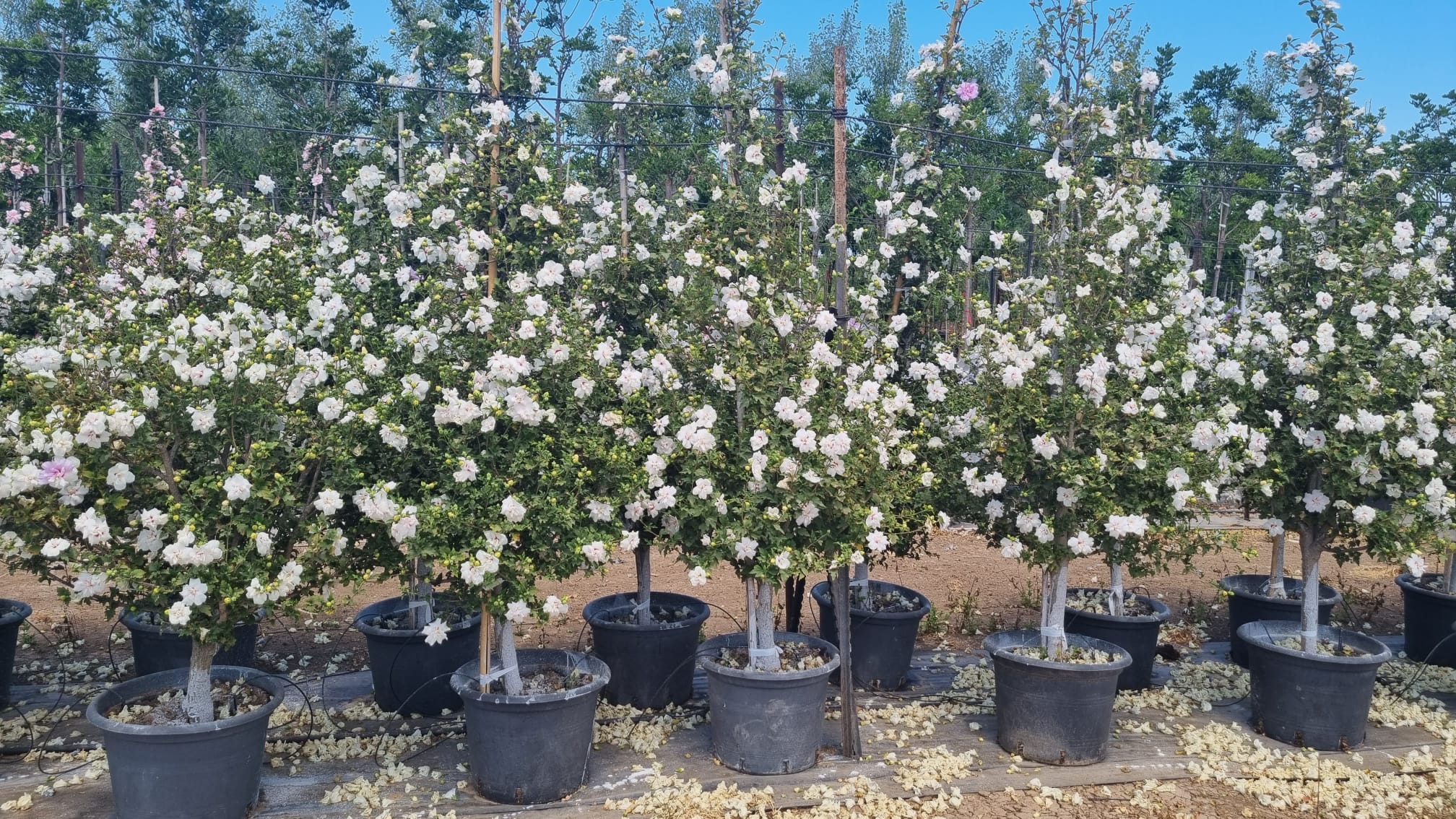 היביסקוס סורי שיפון לבן(זן פטנט) 1