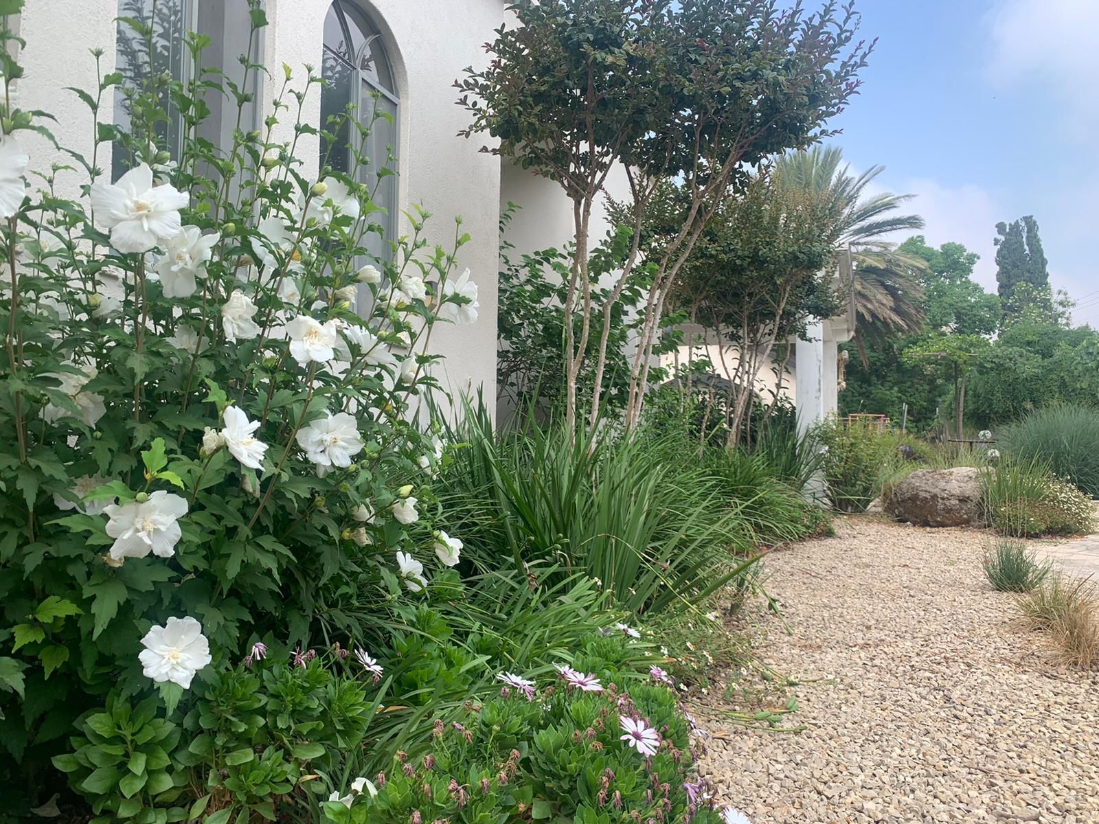 היביסקוס סורי שיפון לבן(זן פטנט) 2