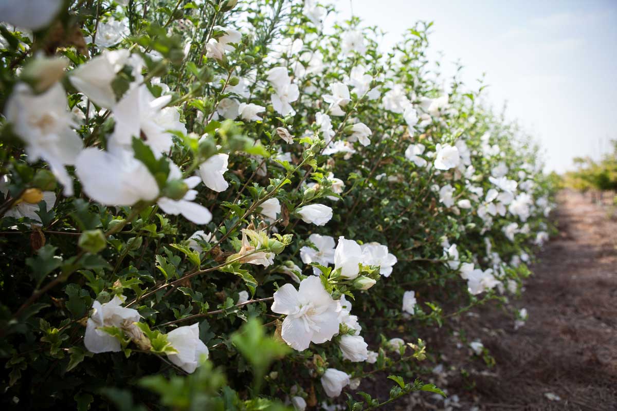 היביסקוס סורי שיפון לבן(זן פטנט) 3