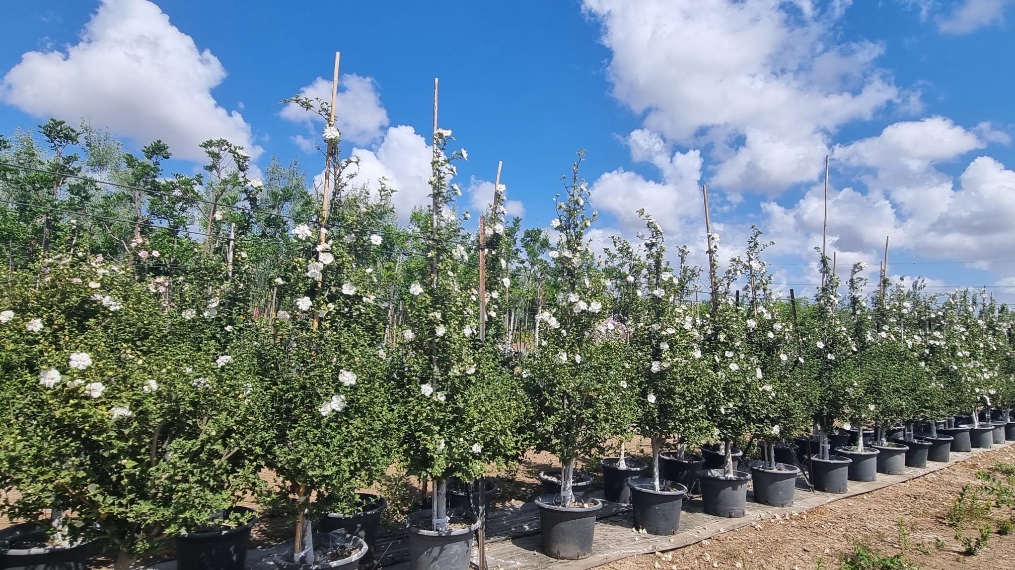 היביסקוס סורי שיפון לבן(זן פטנט) 4