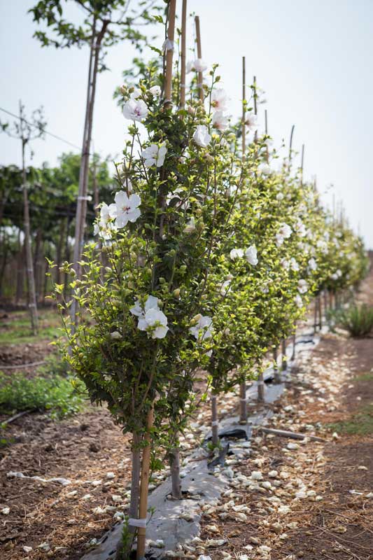 היביסקוס סורי שיפון לבן(זן פטנט) 5