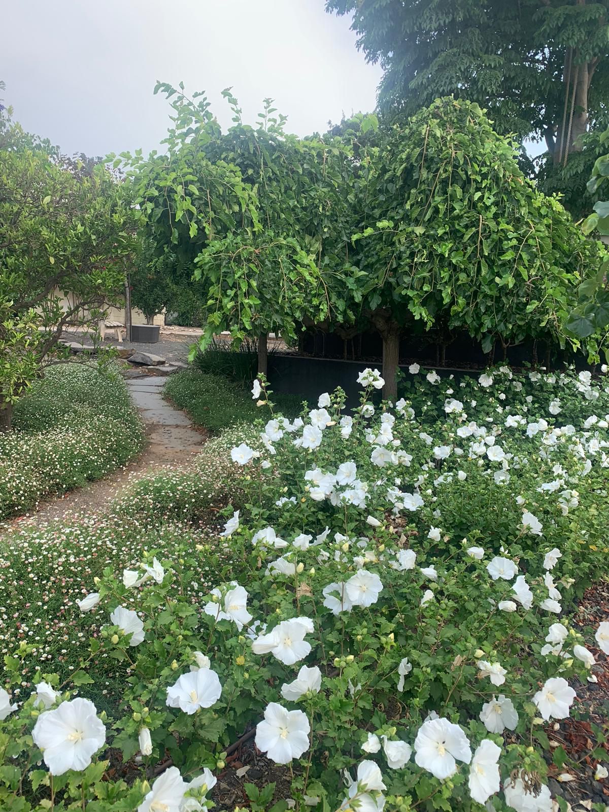 היביסקוס סורי שיפון לבן(זן פטנט) 7