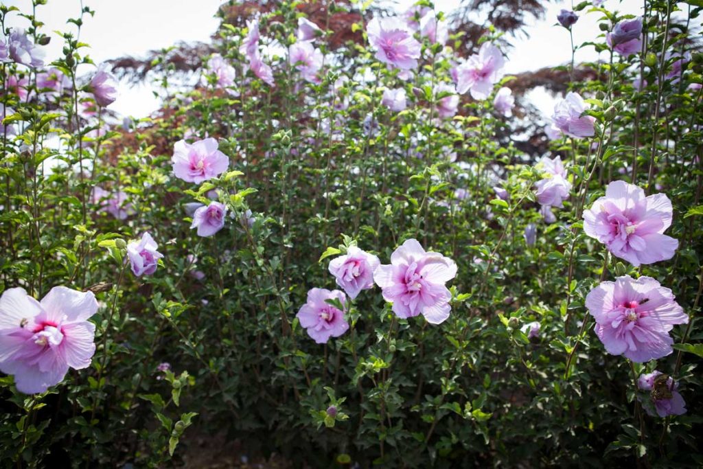 היביסקוס סורי שיפון לבנדר (זן פטנט) 1