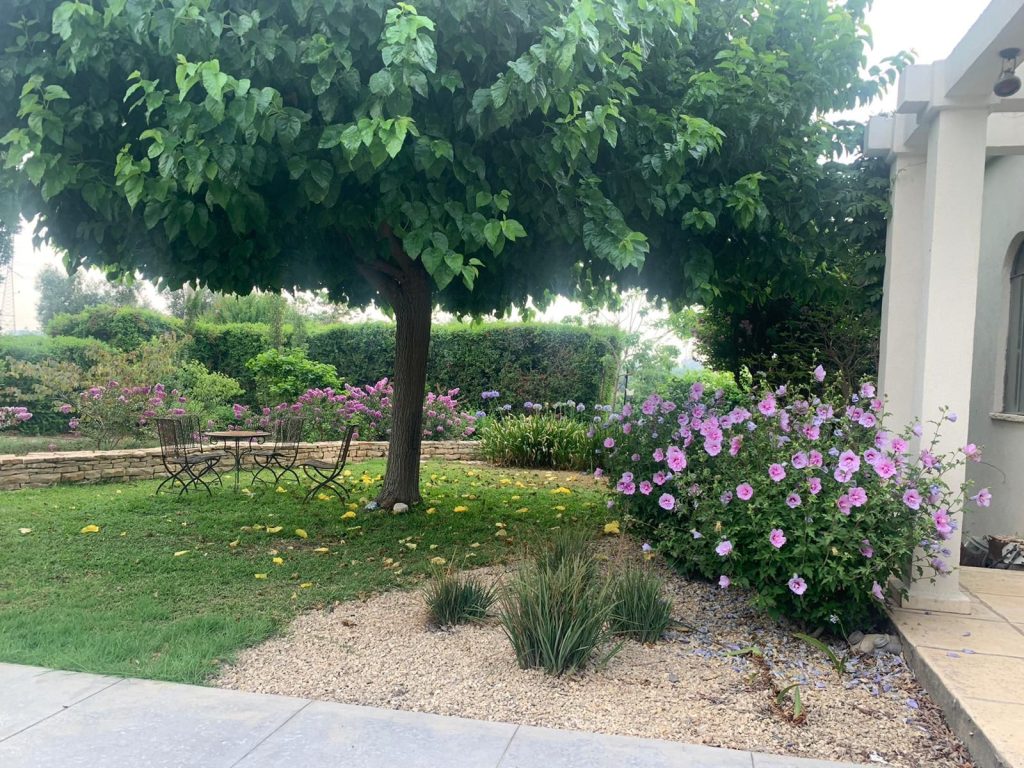 היביסקוס סורי שיפון לבנדר (זן פטנט) 2