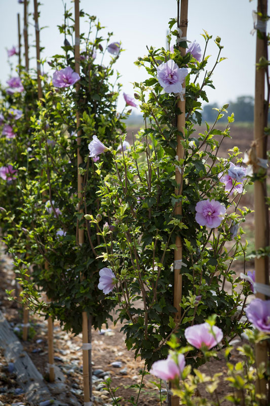 היביסקוס סורי שיפון לבנדר (זן פטנט) 4