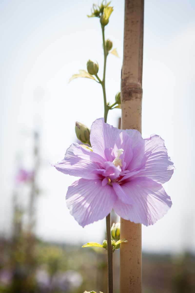 היביסקוס סורי שיפון לבנדר (זן פטנט) 7