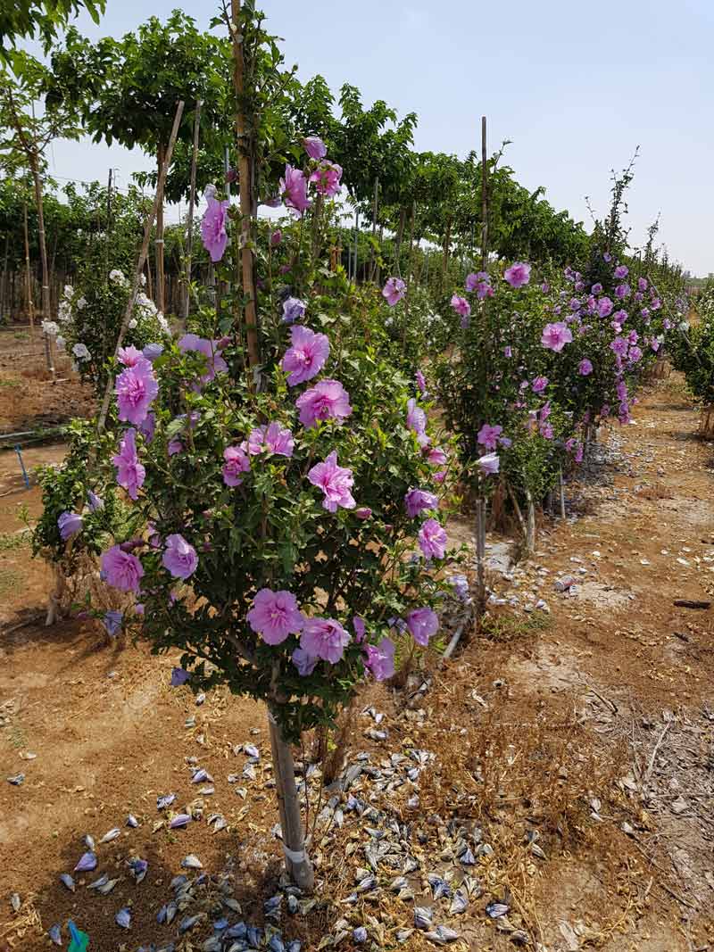 היביסקוס סורי שיפון לבנדר (זן פטנט) 8