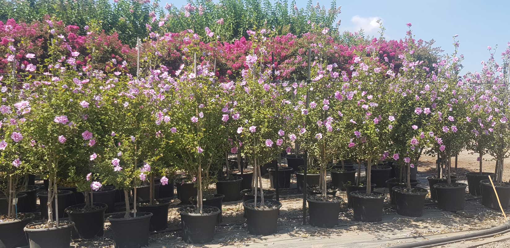 היביסקוס סורי שיפון לבנדר (זן פטנט) 9