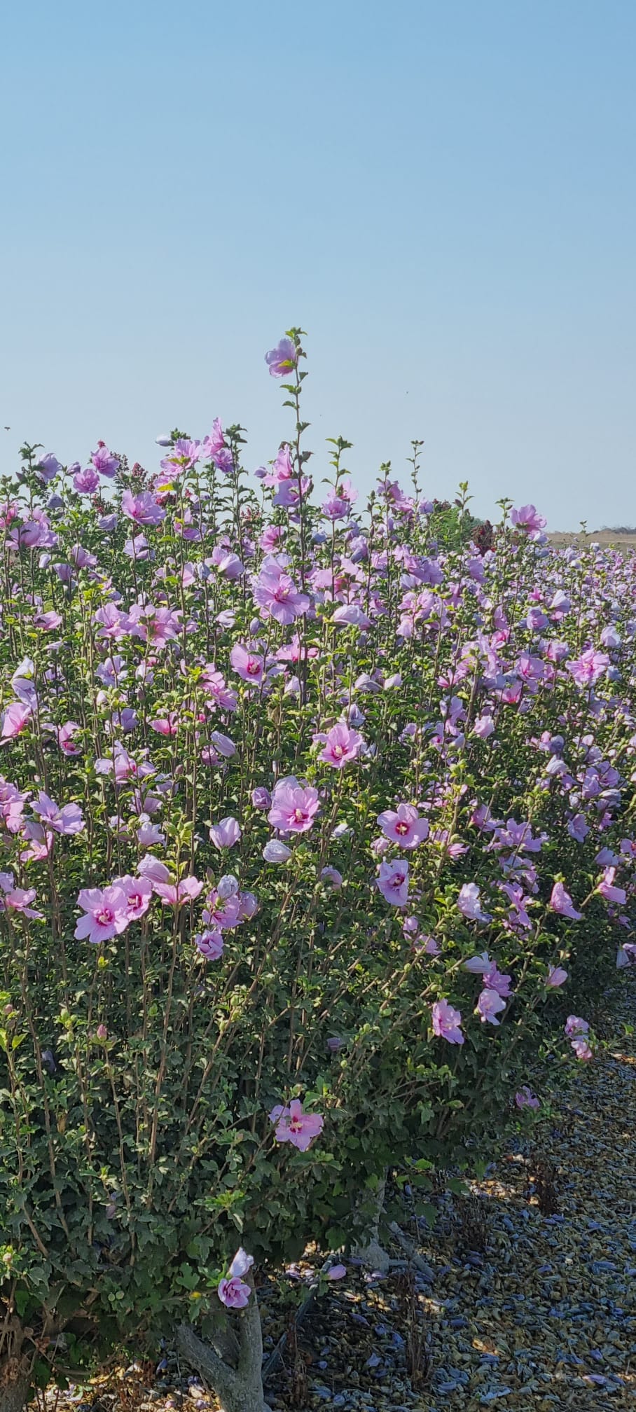 היביסקוס שיפון לוונדר