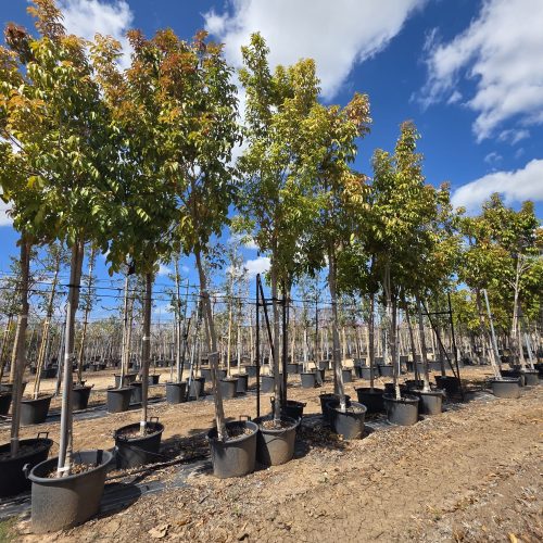 הרפוליה עצית