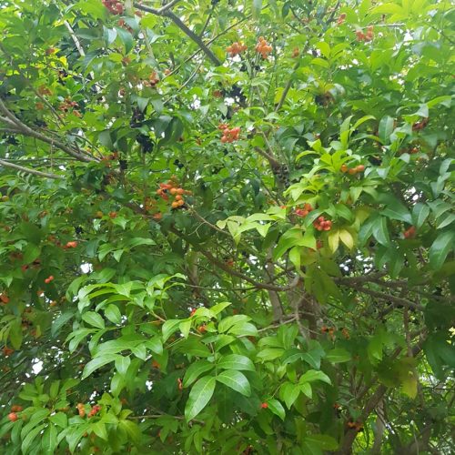 הרפוליה עצית