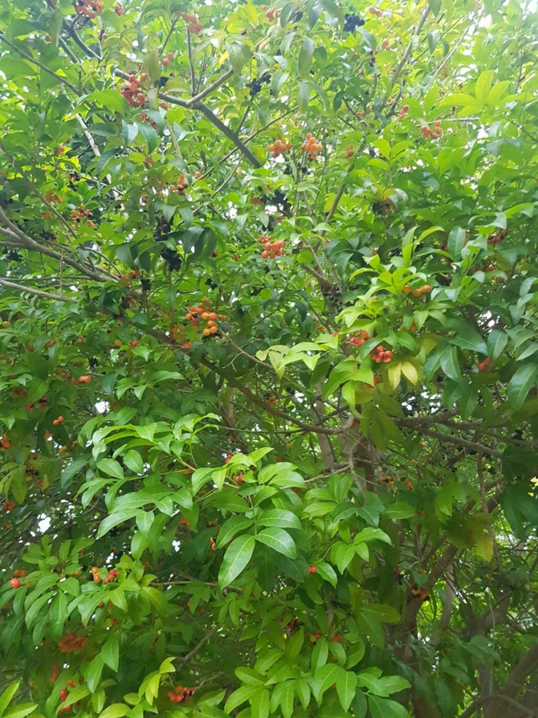 הרפוליה עצית