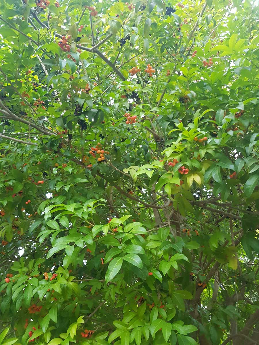 הרפוליה עצית