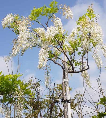 ויסטריה לבנה אלבה