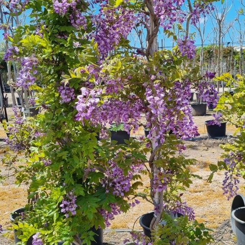 ויסטריה סגולה 'אוקימה'