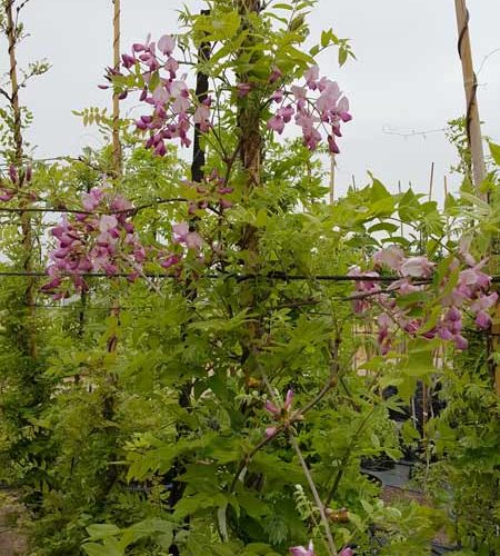 ויסטריה ורודה 'שירובני'